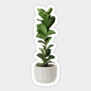 Ficus lyrata aka Fiddle-leaf fig Sticker